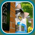 猫的日常(免广告) 猫的日常(免广告)